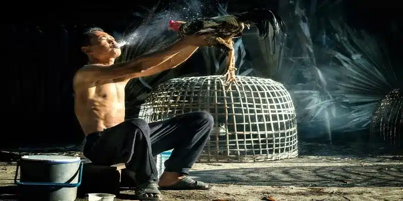 Cách tham gia đá gà tại 8S đơn giản như ăn kẹo