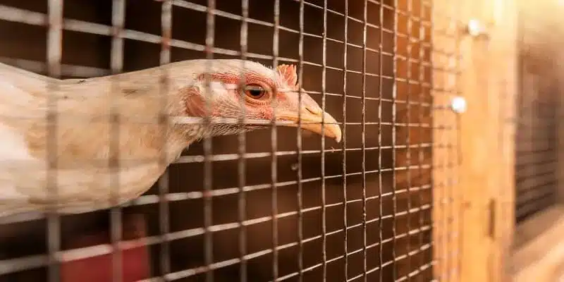Trải nghiệm đá gà 8S có gì đặc biệt